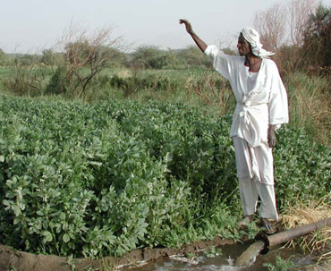 A farmer in the Nile Delta